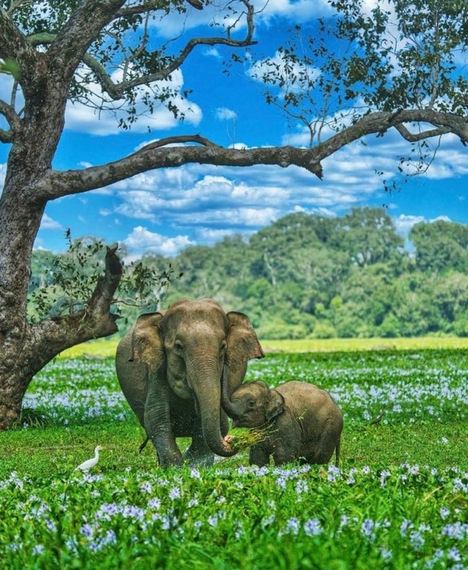 Minneriya Elephant Gathering