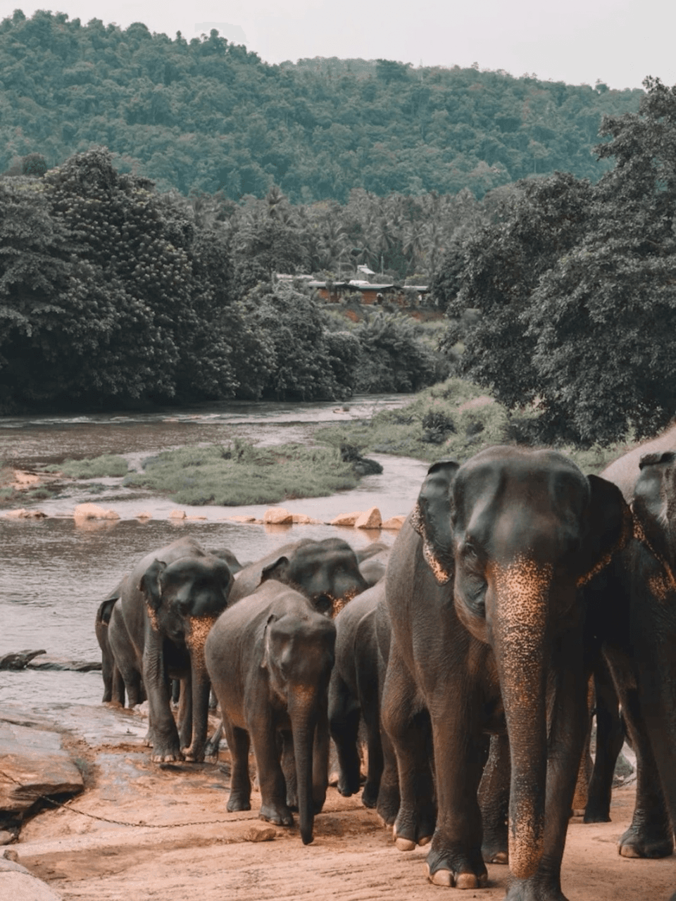 Pinnawala Elephant Orphanage