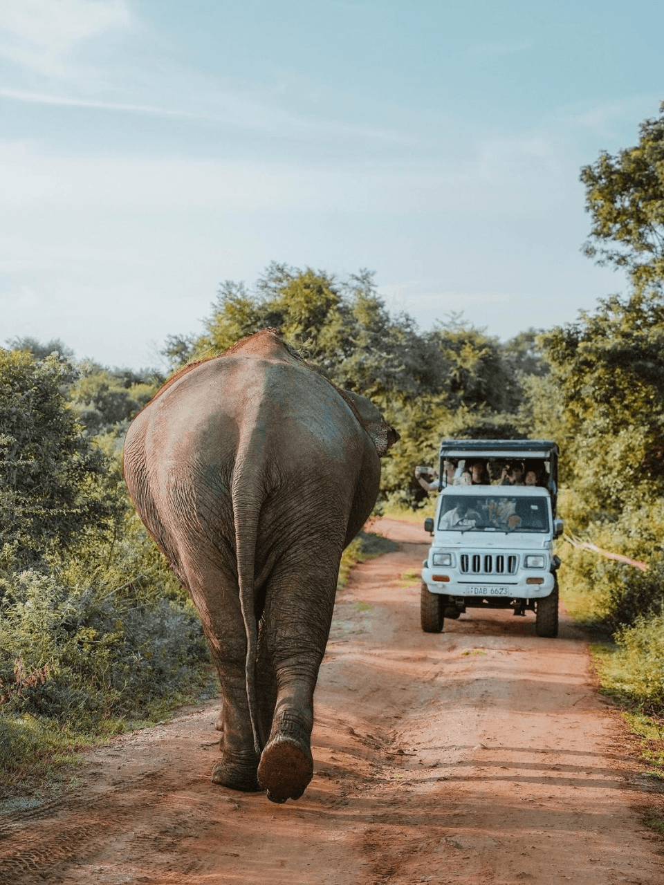 Udawalawe Elephant Herd