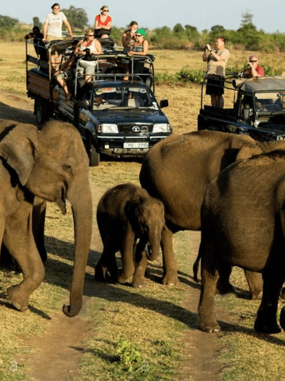 Sri Lanka Adventure & Wildlife Tour (8 Days) - photo 3
