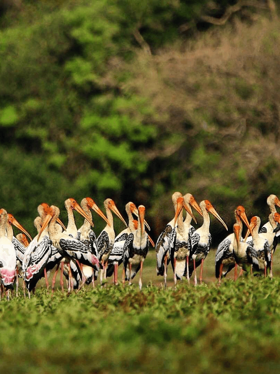 Sri Lanka Adventure & Wildlife Tour (8 Days) - photo 6