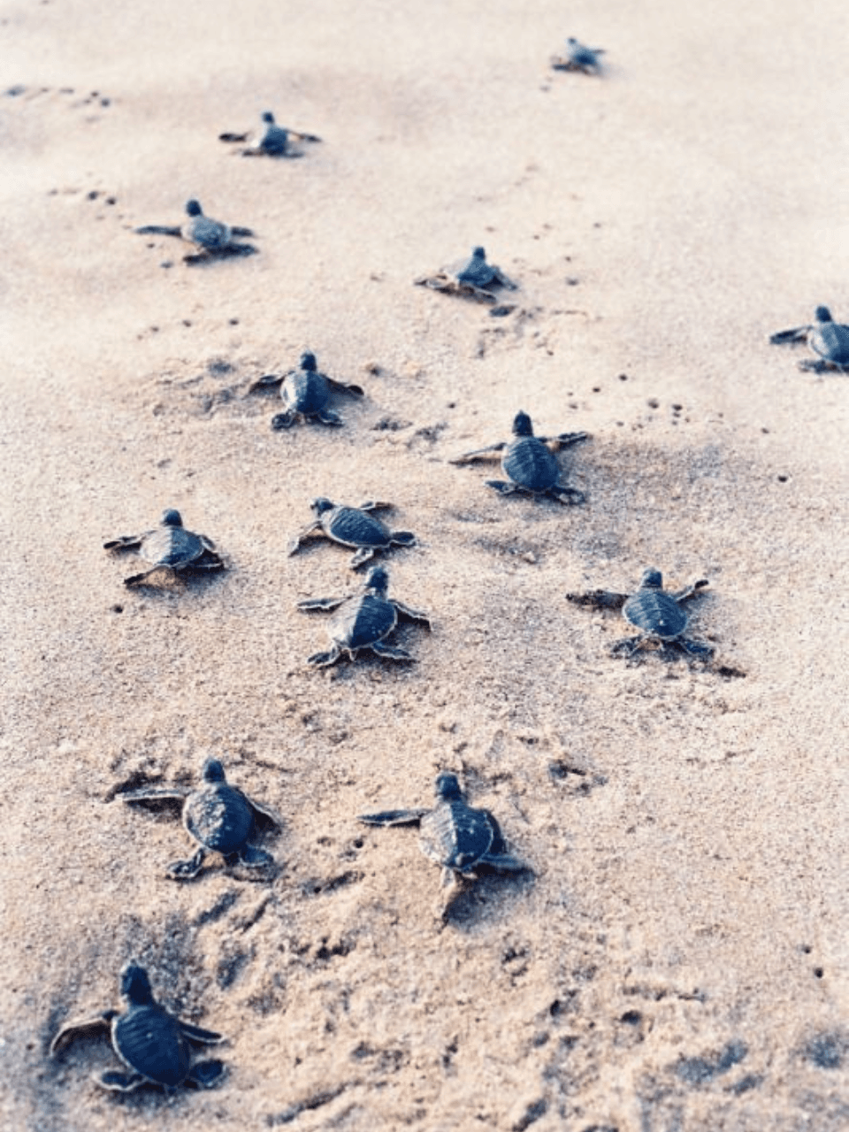 Hikkaduwa – Coral Reefs and Surf