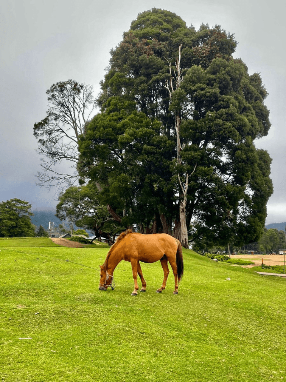 Nuwara Eliya – Little England of Sri Lanka — gallery image 6