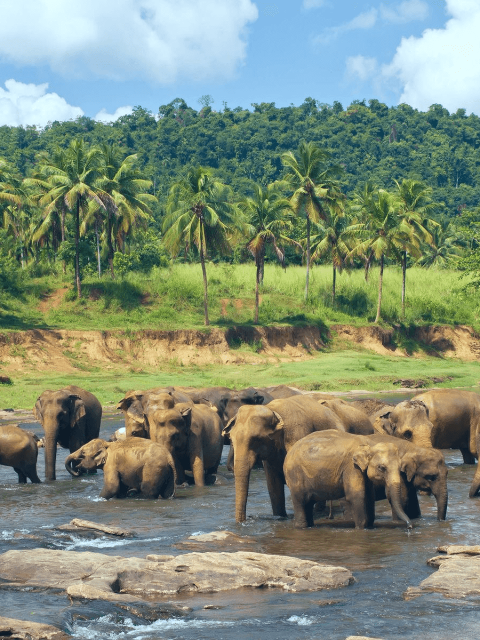 Pinnawala Elephant Orphanage – Meet Sri Lanka's Giants — gallery image 2