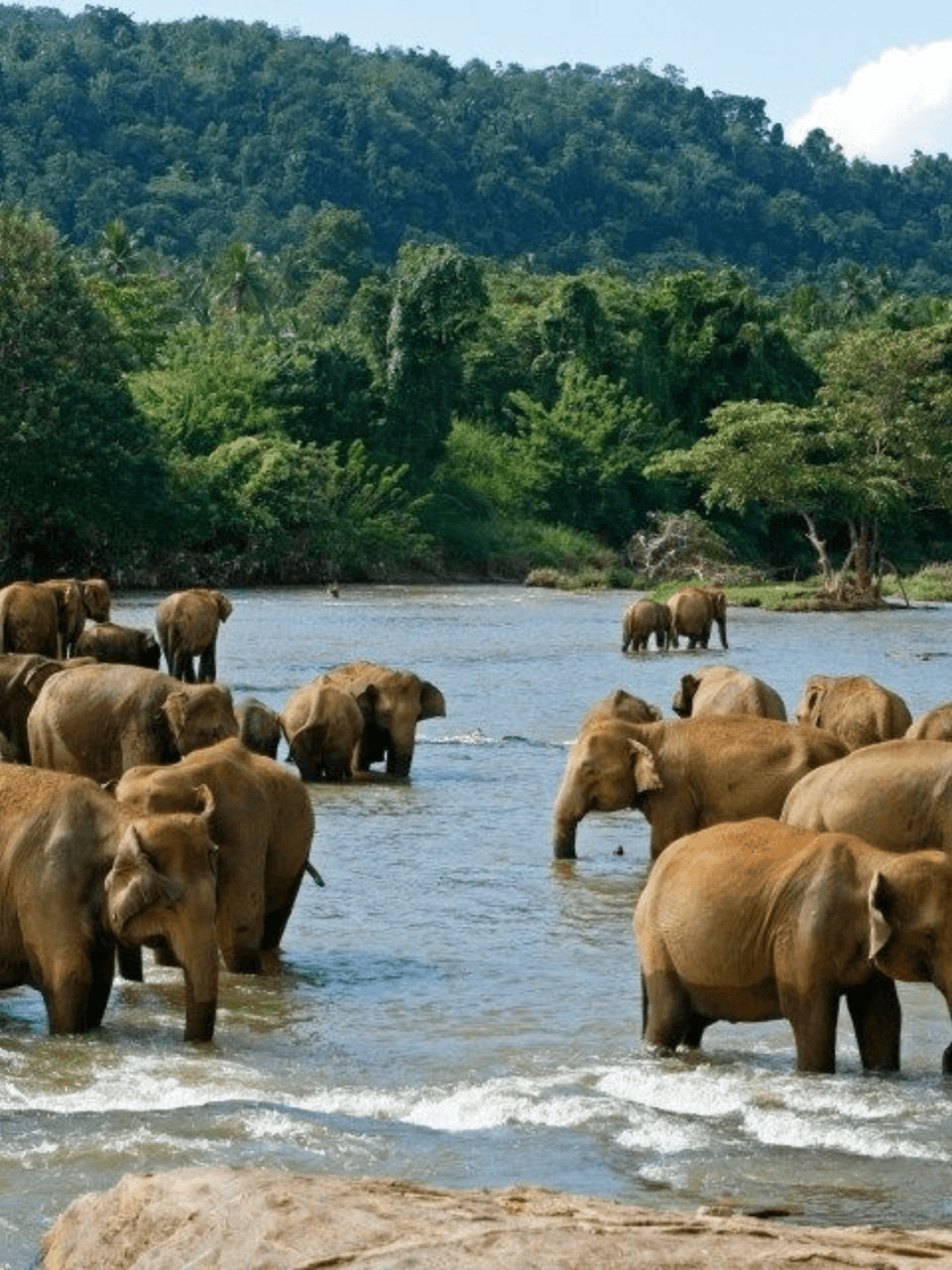 Pinnawala Elephant Orphanage – Meet Sri Lanka's Giants — gallery image 3