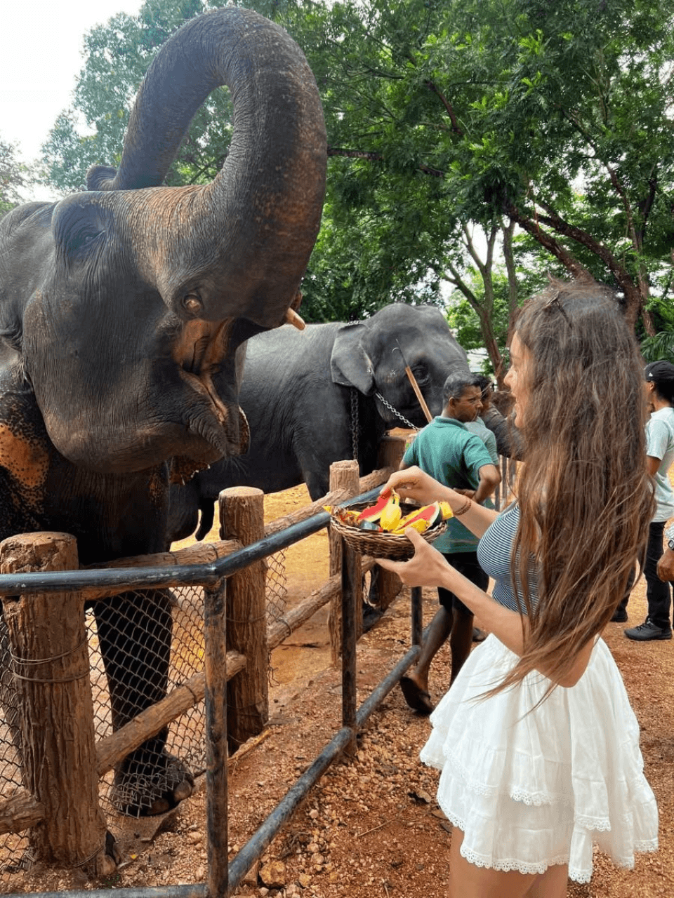 Pinnawala Elephant Orphanage – Meet Sri Lanka's Giants — gallery image 5