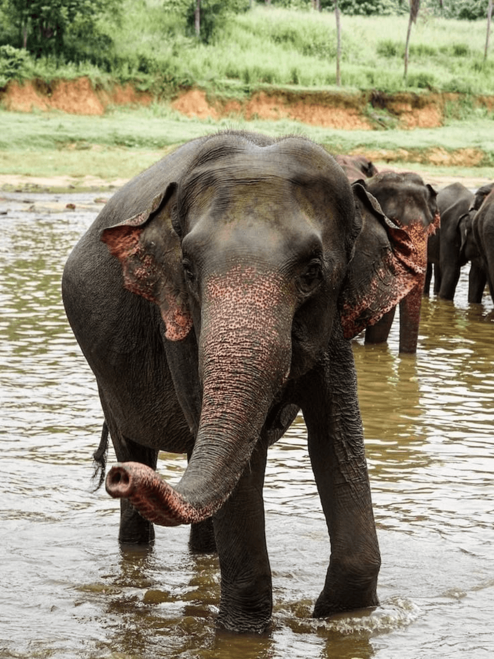 Pinnawala Elephant Orphanage – Meet Sri Lanka's Giants — gallery image 7