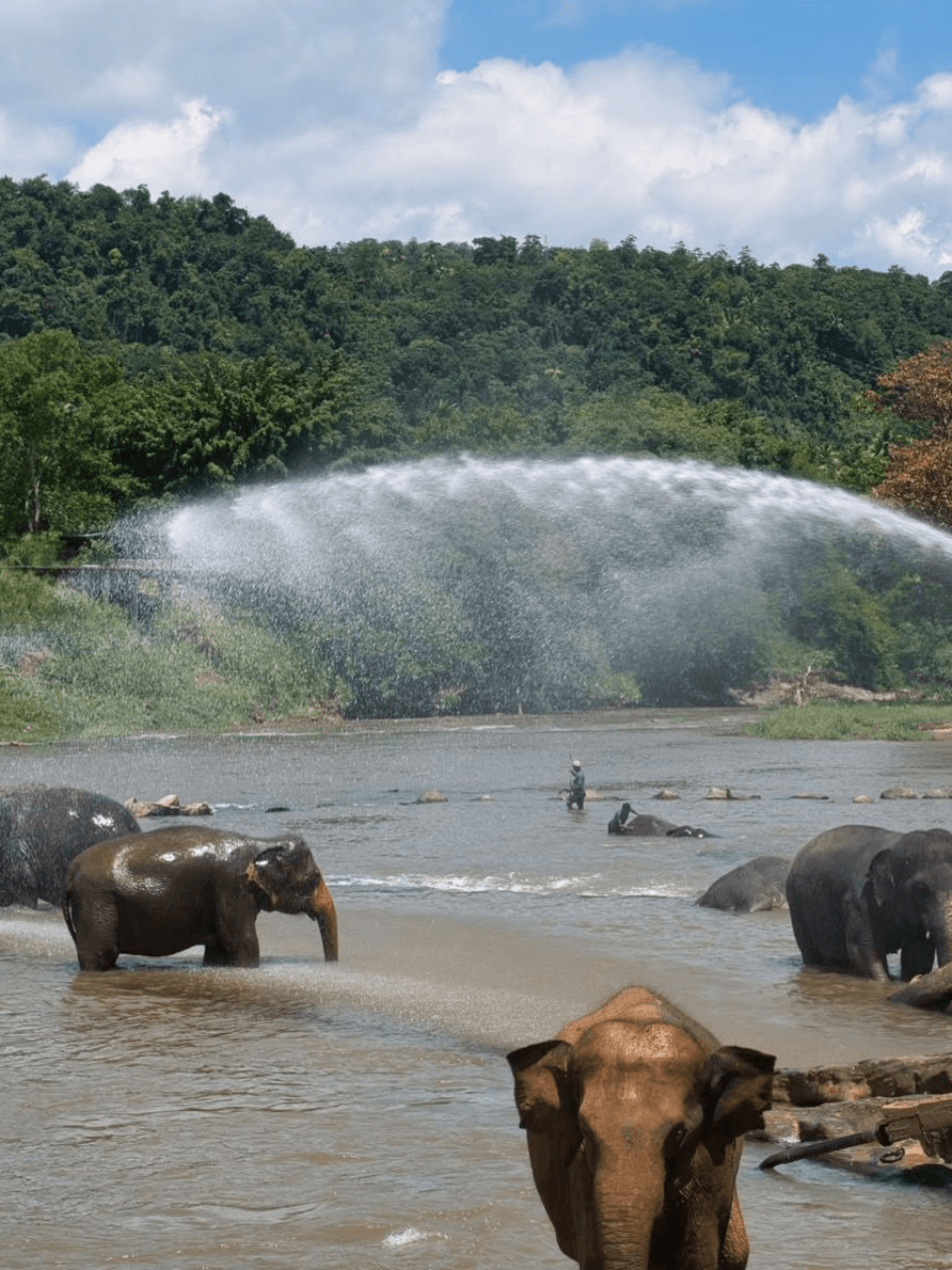Pinnawala Elephant Orphanage – Meet Sri Lanka's Giants — gallery image 9