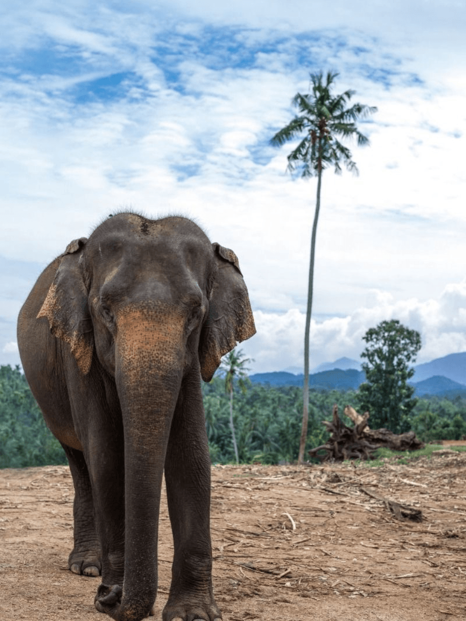 Pinnawala Elephant Orphanage – Meet Sri Lanka's Giants — gallery image 10