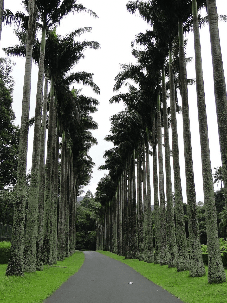 Peradeniya Royal Botanical Gardens – A Green Paradise — gallery image 1