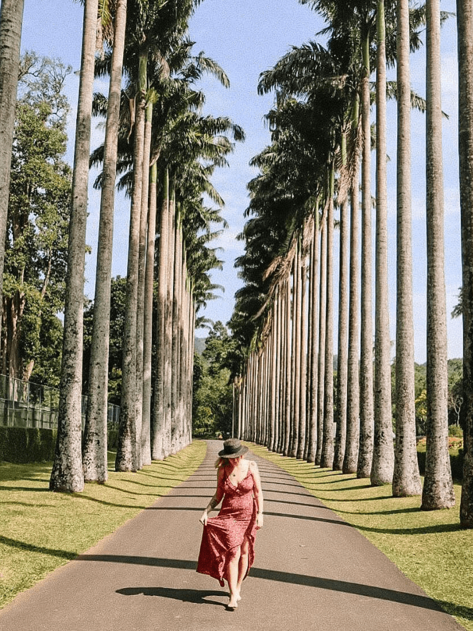 Peradeniya Royal Botanical Gardens – A Green Paradise — gallery image 6