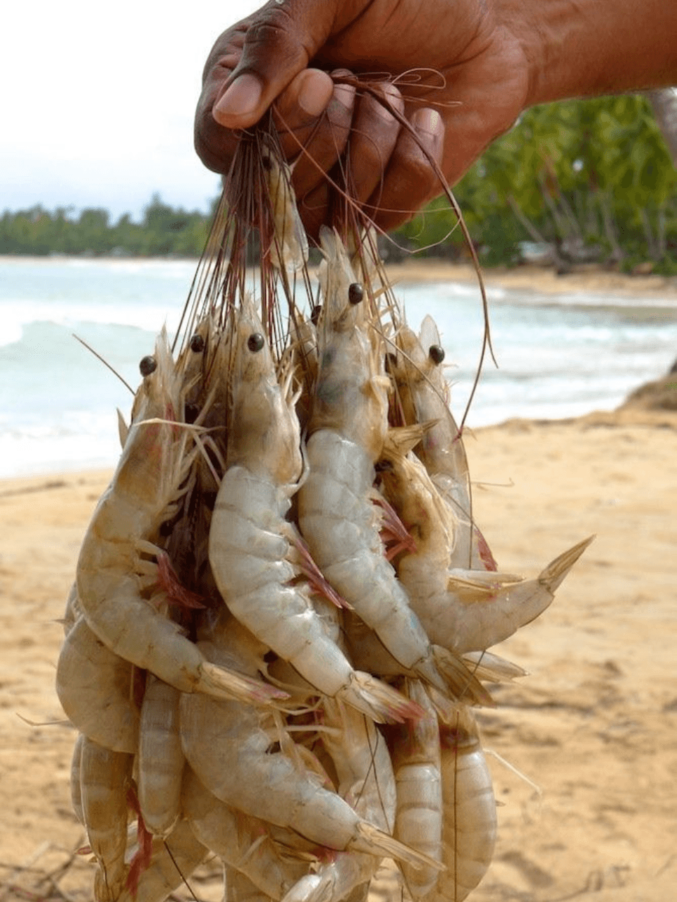 Negombo – The Beach Town Near the Airport — gallery image 5